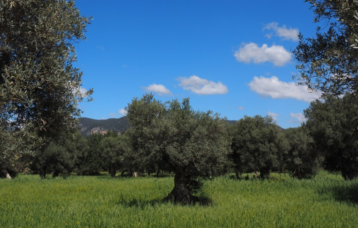 Nonostante le maggiori emissioni di gas serra, l'olivicoltura biologica vince la sfida della sostenibilità