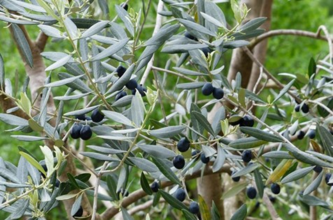 I parametri da impostare per migliorare l’efficienza della raccolta meccanica delle olive