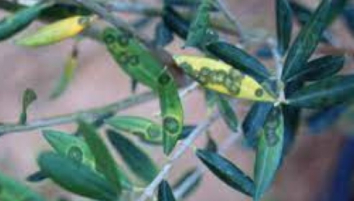 L’efficacia di rame, dodina e tetraconazolo contro l’occhio di pavone dell’olivo