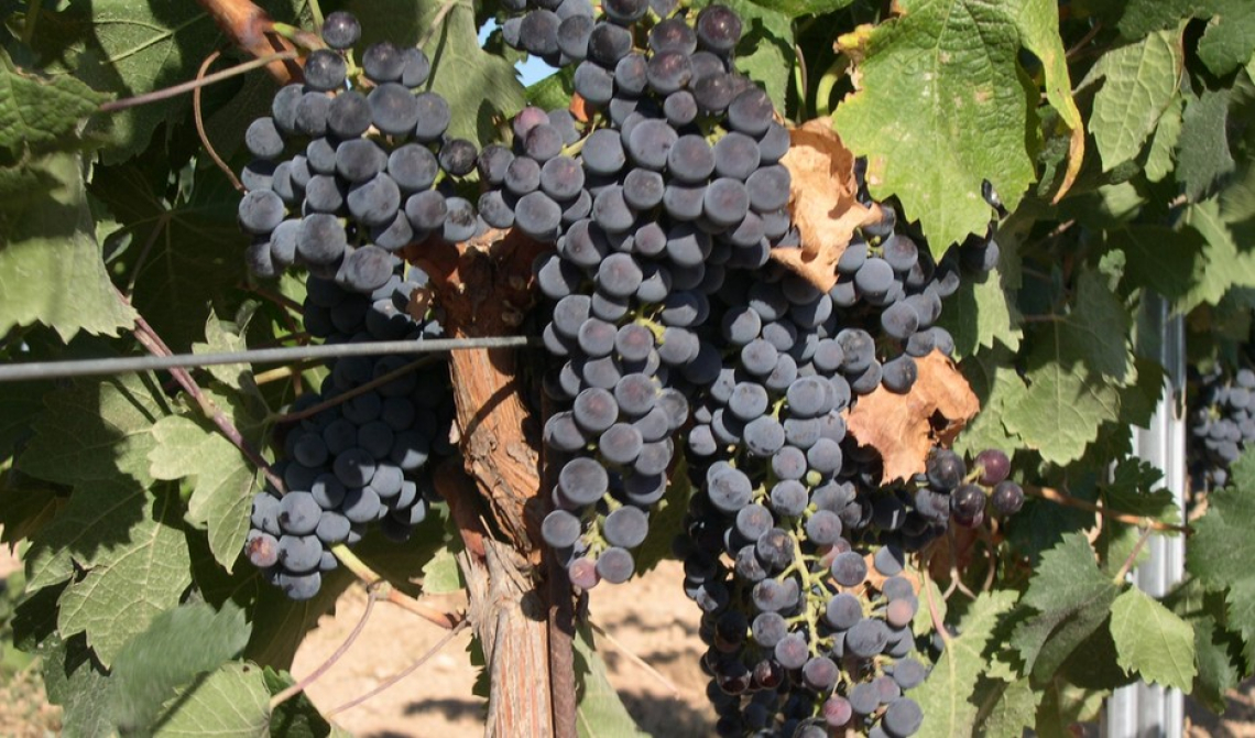 Potatura e irrigazione influiscono sulla produzione e qualità del Merlot