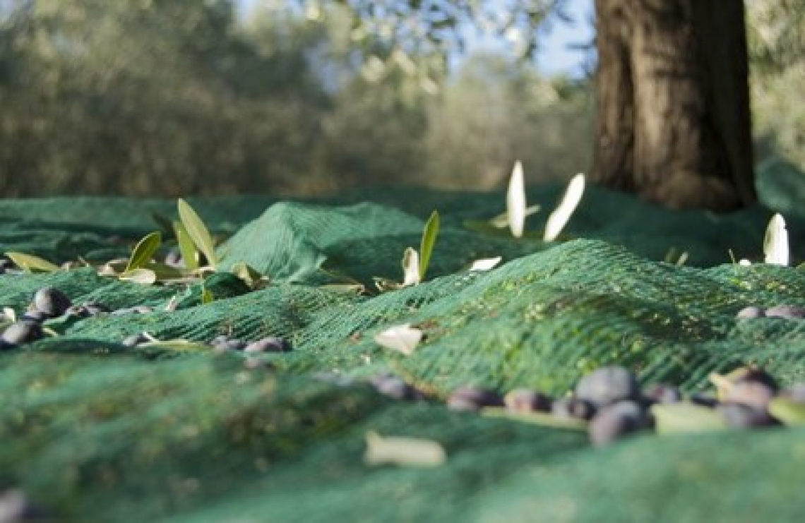 Più di mille agenti della Guardia Civil per controllare la raccolta delle olive in Andalusia