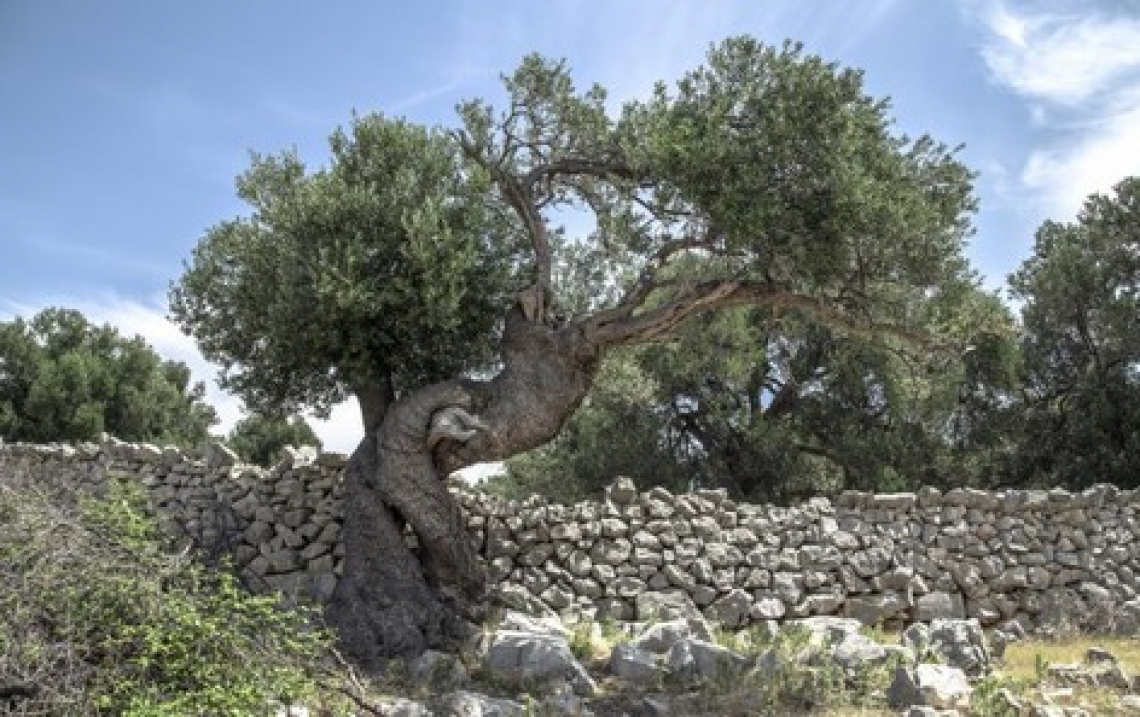 Scegliere l'olivo come protettore del nostro pianeta