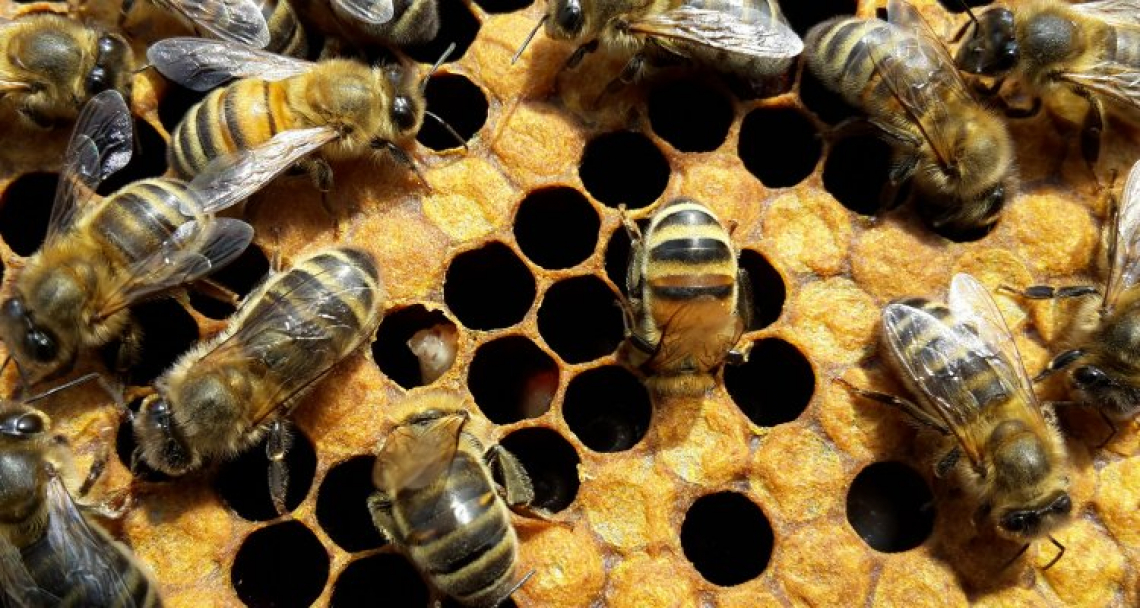 Le fertilizzazioni fogliari influiscono negativamente sulla capacità di impollinazione delle api