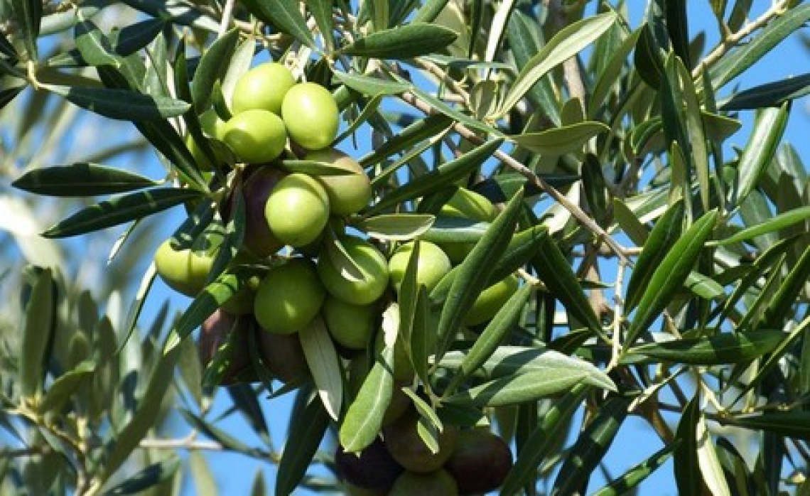 Un drone per raccogliere le olive dal cielo