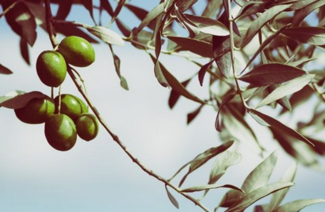 La potatura meccanica dell’oliveto, migliorando crescita vegetativa e produttività