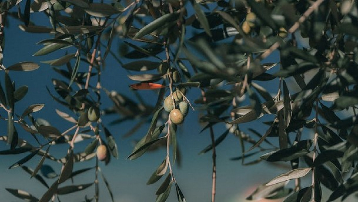 Caldo autunnale e defogliazione ritardano lo sviluppo delle infiorescenze fiorali su olivo