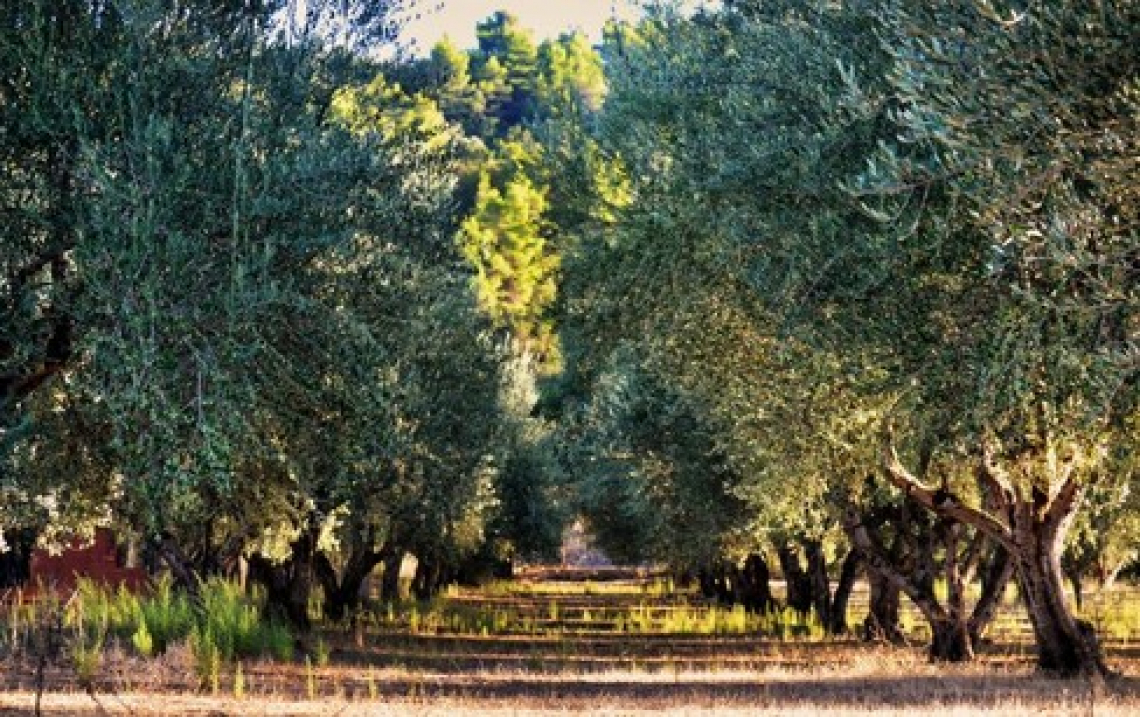 L’influenza di caldo e scarsità di acqua in inverno e primavera per l’olivo