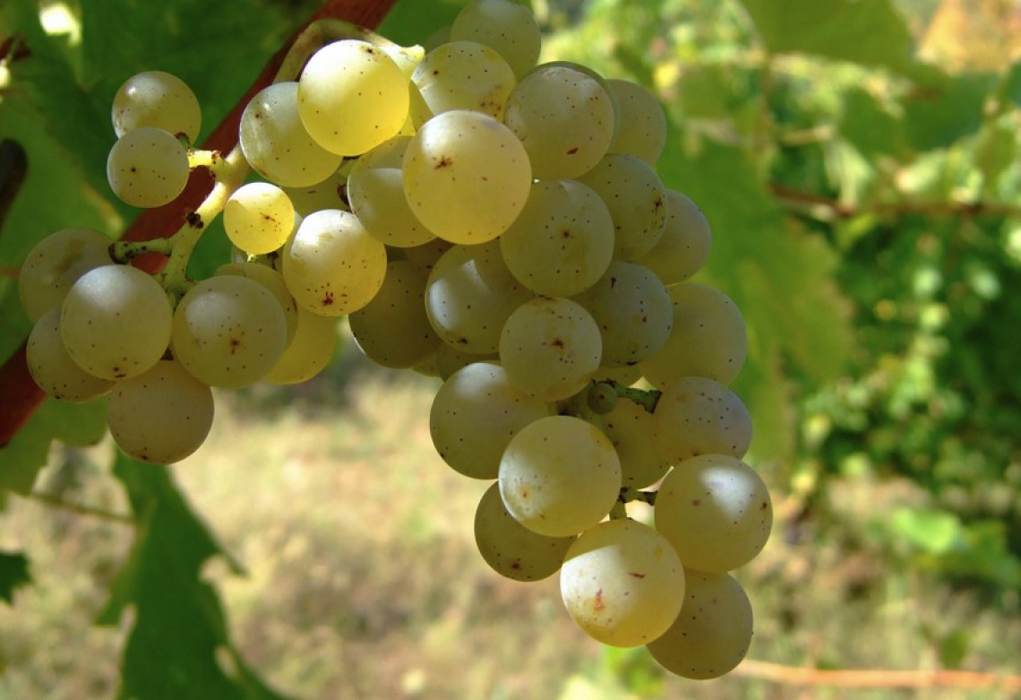Impatto dell'ossidazione e degli antiossidanti utilizzati nella vinificazione sugli aromi del Sauvignon Blanc