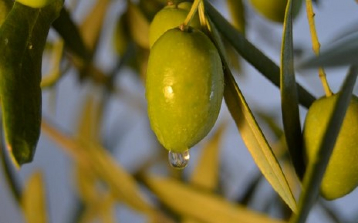I nuovi funghi che colpiscono l’olivo
