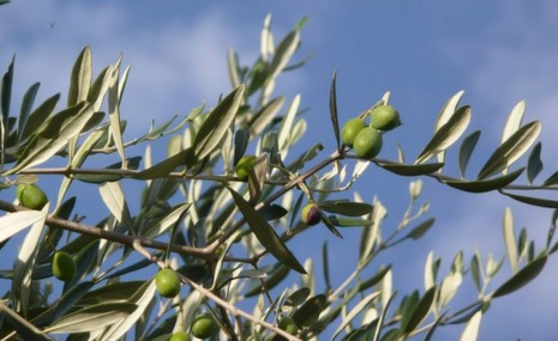L'efficienza di raccolta dello scuotitore su olivi allevati a vaso e a monocono
