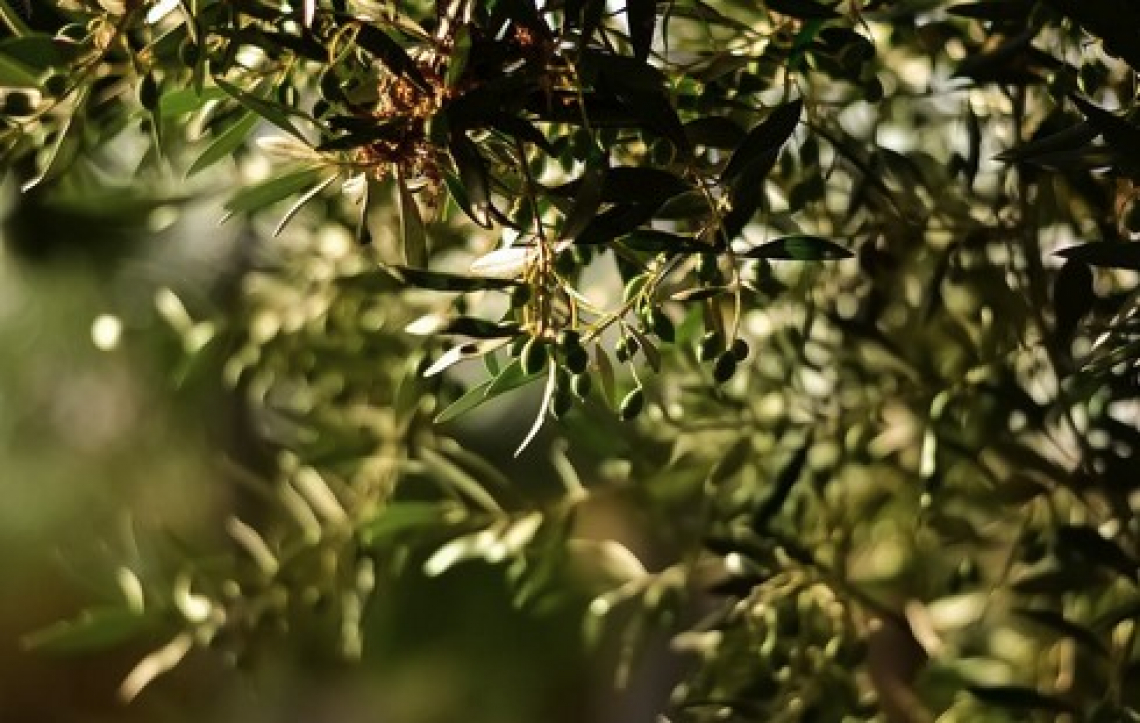 Ridurre l’alternanza di produzione dell’olivo con la concimazione