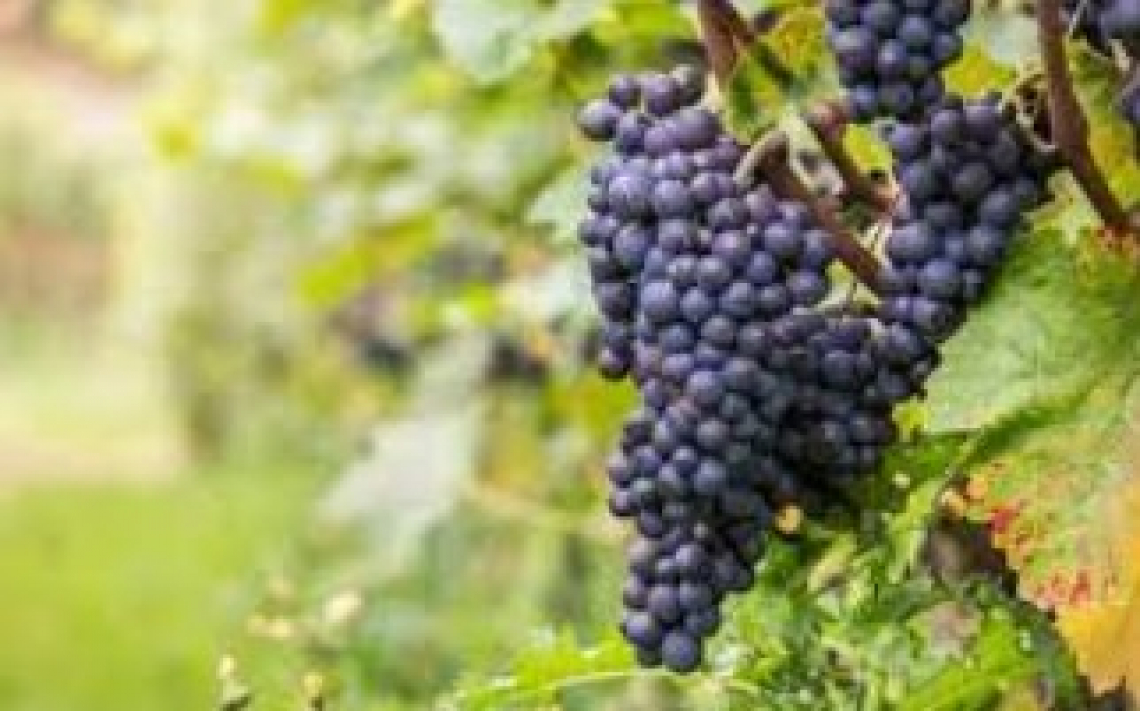 L’effetto della tempistica di applicazione del letame sulle radici, sulla chioma e sulla qualità del mosto del Merlot