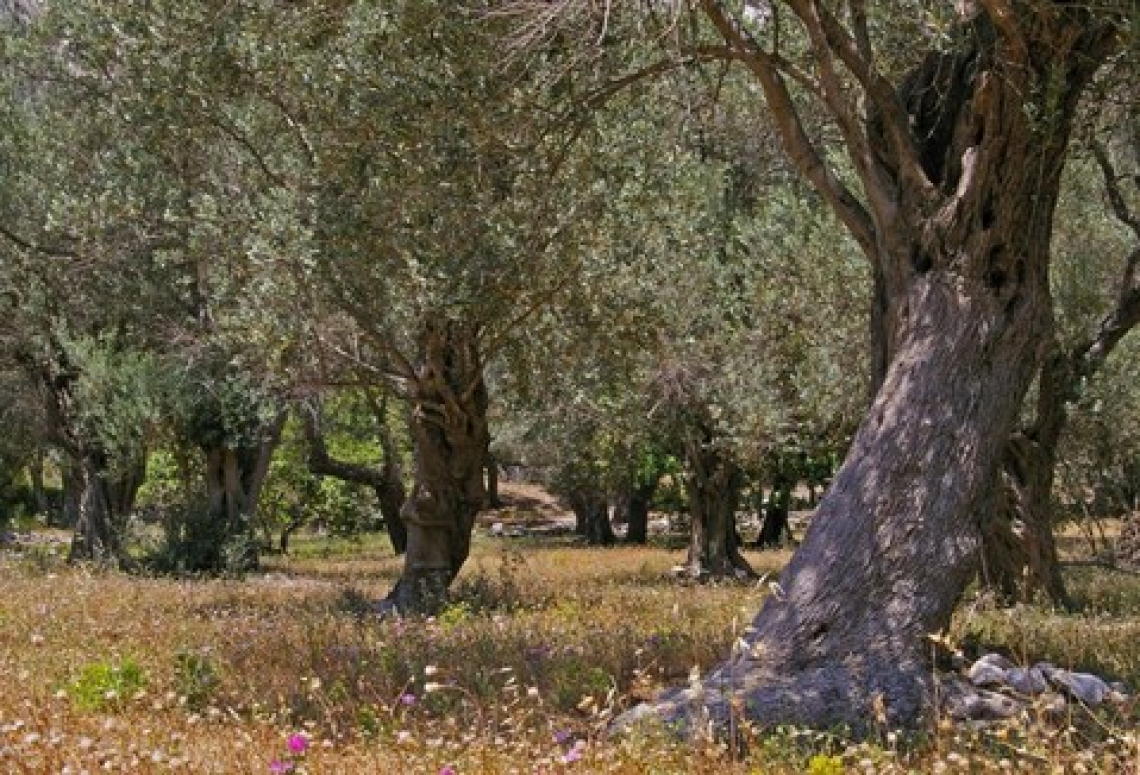La sostenibilità economica di un’azienda olivicola biologica