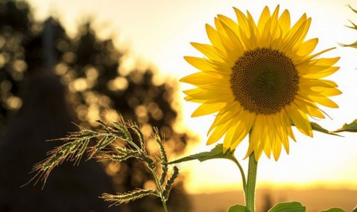 La sostenibilità ambientale è sempre più importante per gli italiani