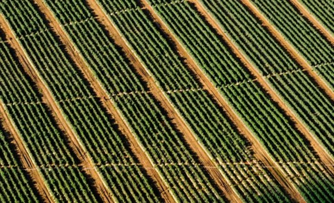 500 milioni di euro per l'agricoltura dal PNRR