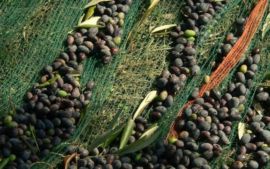 Le differenze tra i biofenoli dell’oliva e la loro potenza antiossidante