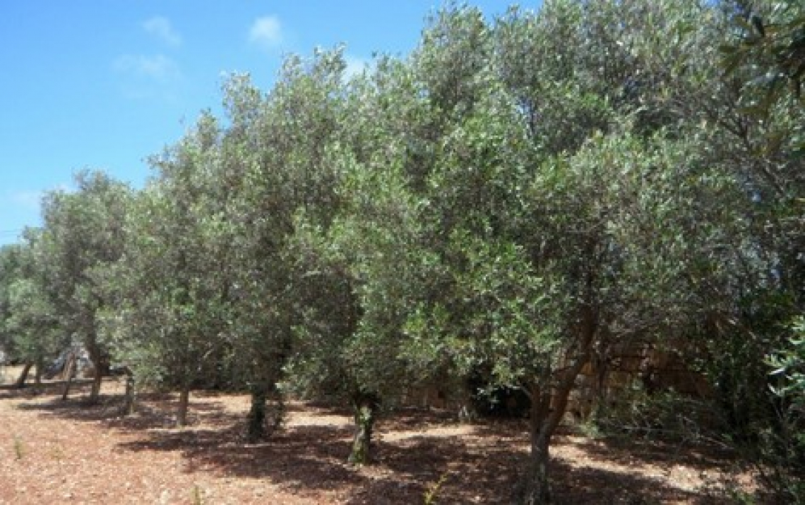 Il ruolo del silicio nella nutrizione e difesa dell’olivo