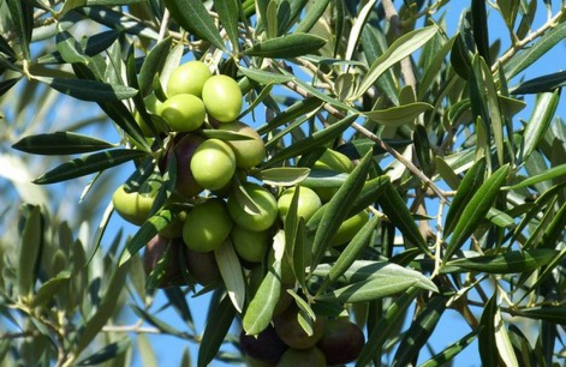 La minimizzazione della contaminazione da MOSH e MOAH nell’olio di oliva possibile grazie a buone pratiche di raccolta