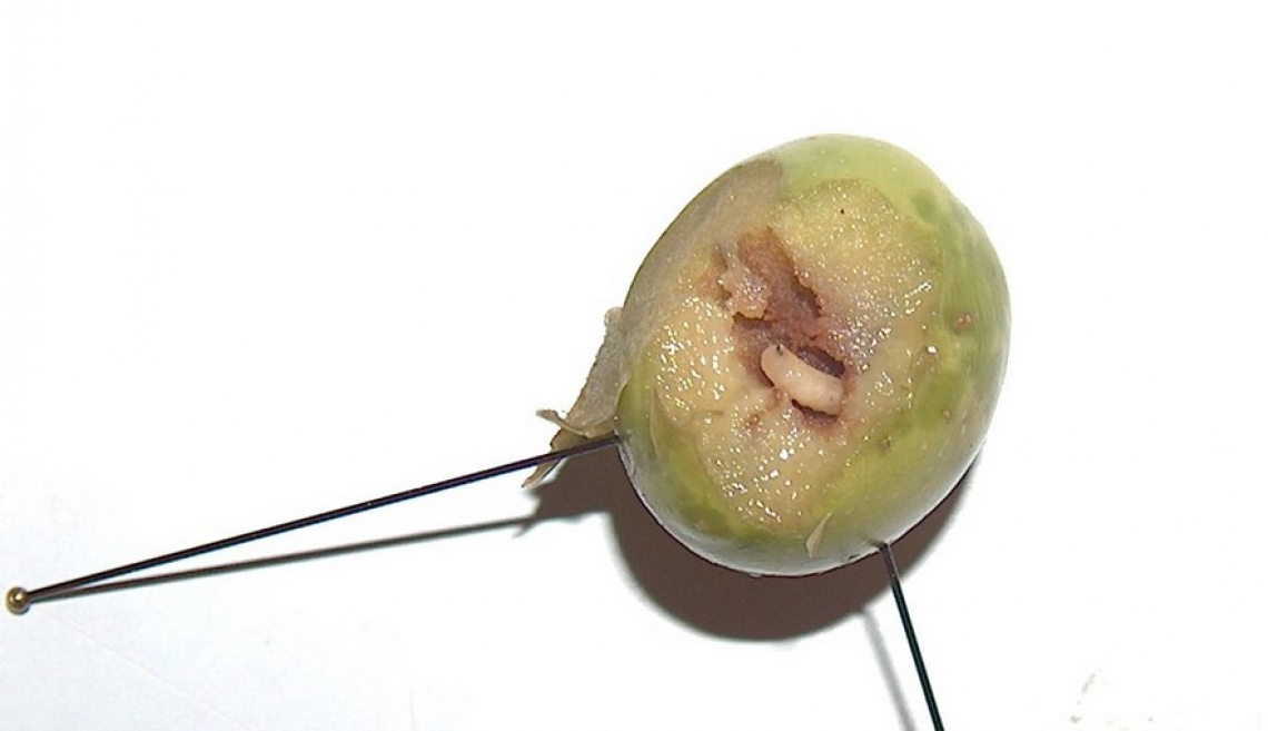 L’influenza dell’infestazione di mosca su acidità, perossidi e spettrofotometria dell’olio extra vergine di oliva