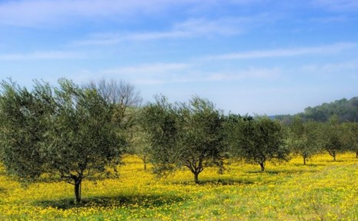 La stabilizzazione del carbonio organico nell’oliveto efficace senza inerbimento