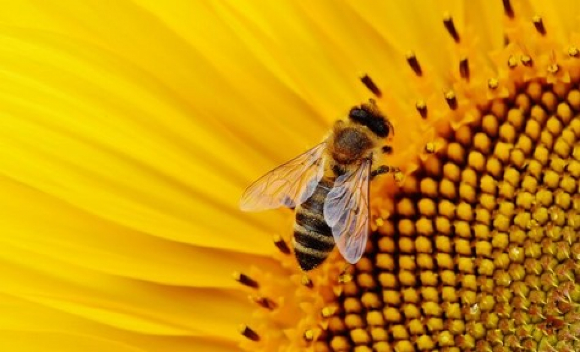 300 mila api protette nel nuovo progetto sostenibile della Finocchiona Igp