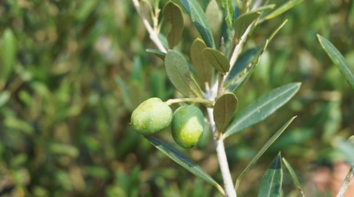 Oltre 43 mila olivi per ridurre l'inquinamento atmosferico in Toscana