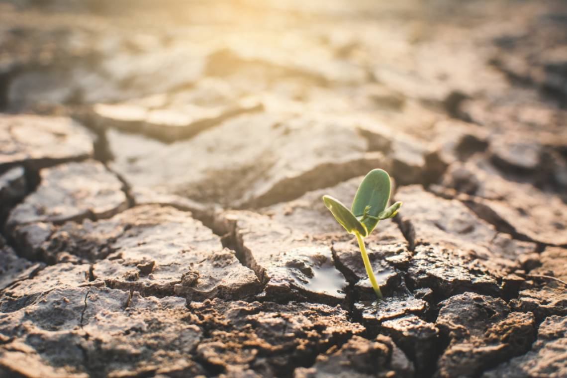 Via libera al nuovo Piano Gestione Rischi in Agricoltura contro le avversità climatiche e fitosanitarie