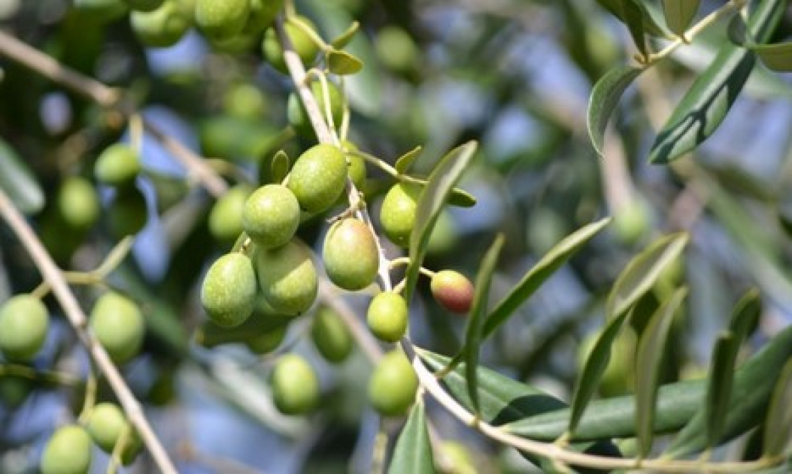 Caolino o alghe per migliorare la produttività dell’olivo?