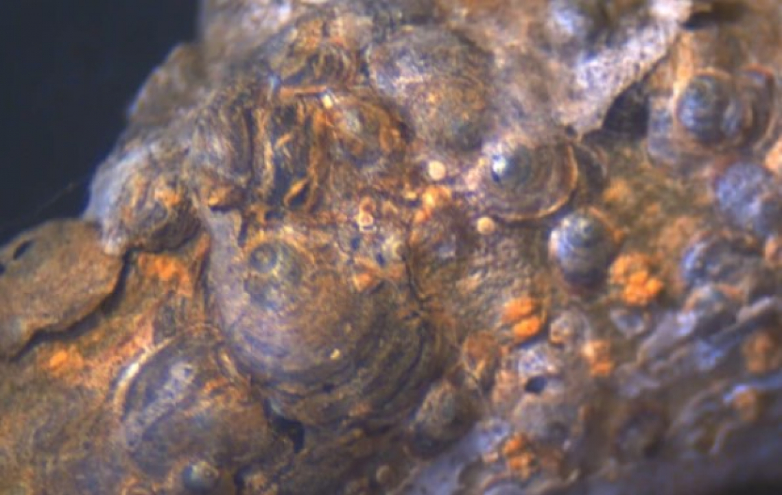 La nuova cocciniglia sudafricana che attacca l’olivo