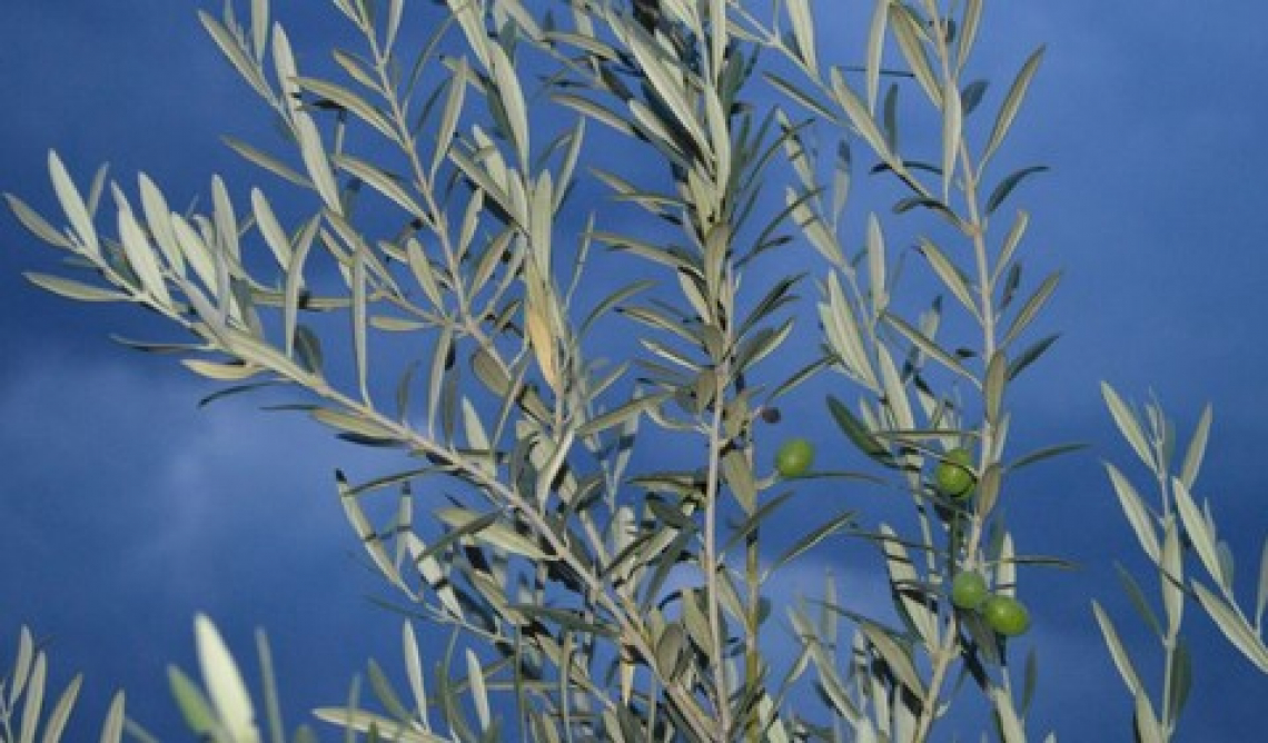 Le due crescite vegetative dell’olivo e il loro impatto sulla produzione