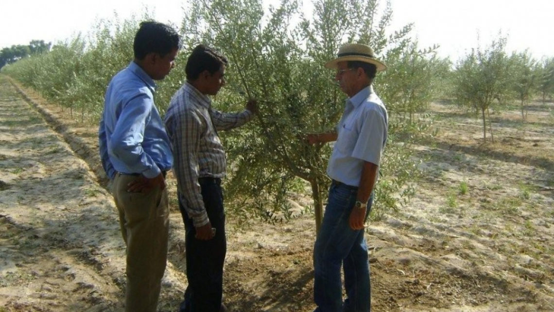 Evoo Days sbarca sul web con un appuntamento dedicato alla potatura dell'olivo