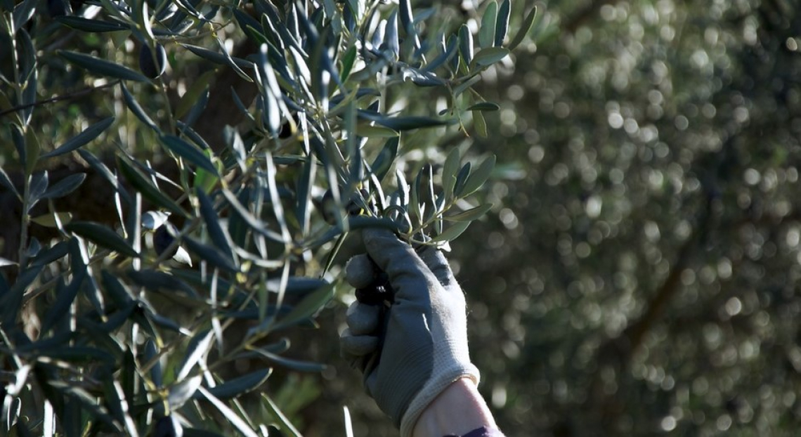 Potatura su olivo: manuale e meccanica per ridurre i costi