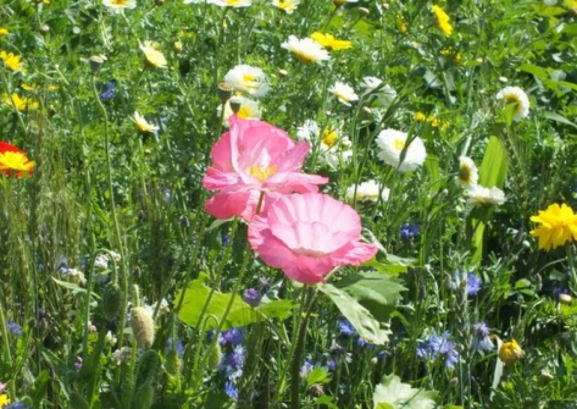 Cosa è la biodiversità? Dalla Costituzione italiana al mondo scientifico