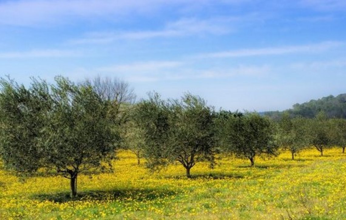 Inerbire l'oliveto con leguminose è davvero un vantaggio?