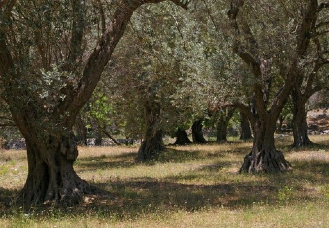 Fertilità del suolo o produttività: il dilemma per gli oliveti in collina e in asciutta