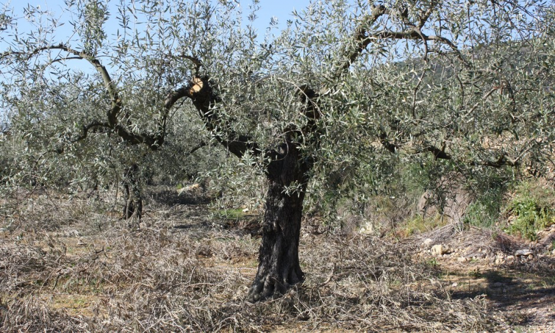 Un focus gratuito sulla potatura dell’olivo grazie a Evoo Days
