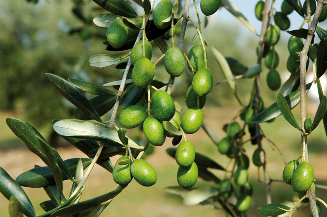 L’influenza della potatura dell’olivo sulla qualità dell’olio e sull’efficienza della raccolta
