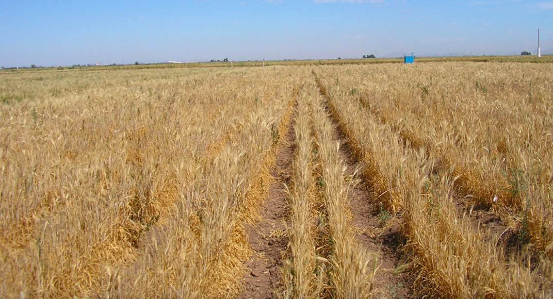 Barnacla: la nuova varietà di grano duro che resiste alla siccità