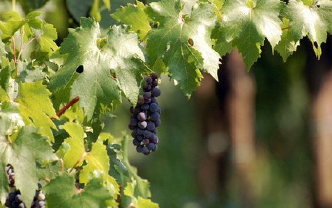 Un innovativo sistema di irrigazione multifunzionale per la viticoltura