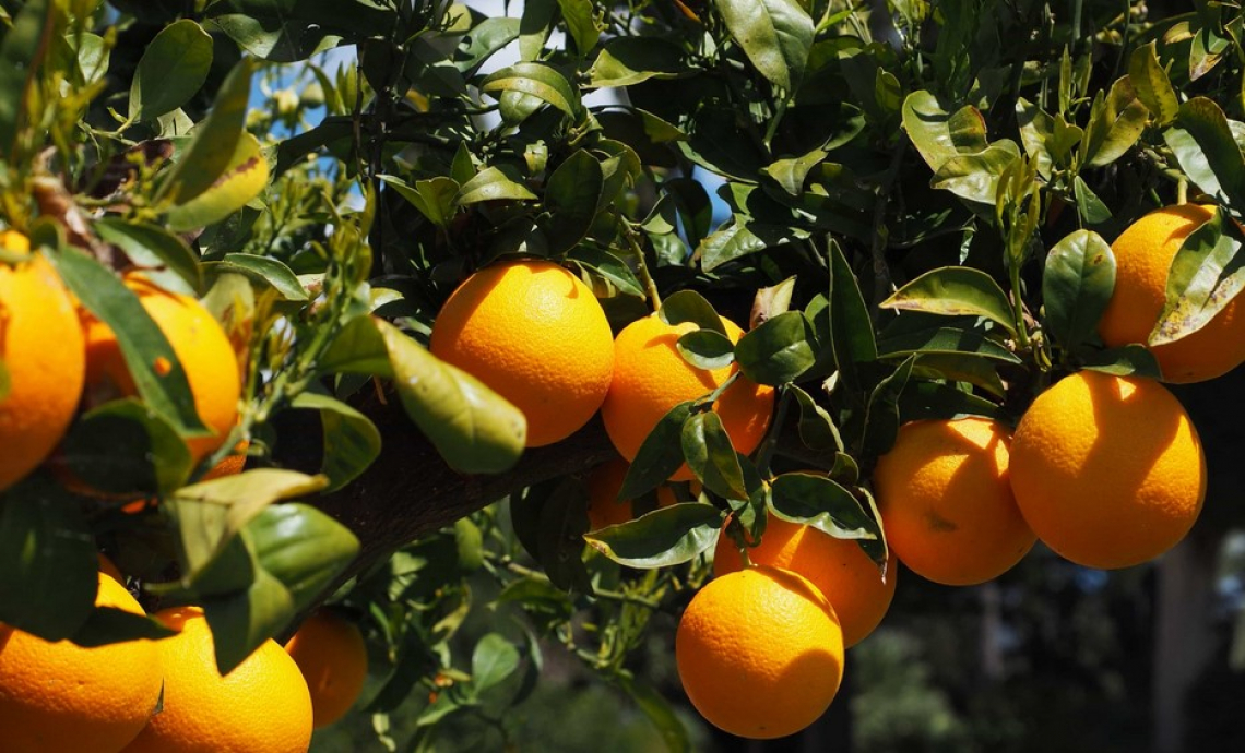 Genetica, shelf life, patologie e cambiamenti climatici: le linee di ricerca sugli agrumi