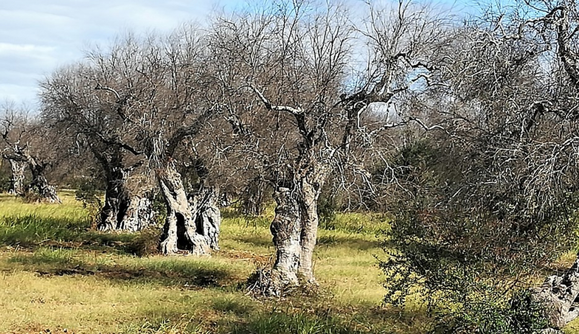 Fermi i soldi per ripiantare gli olivi nelle aree colpite da Xylella