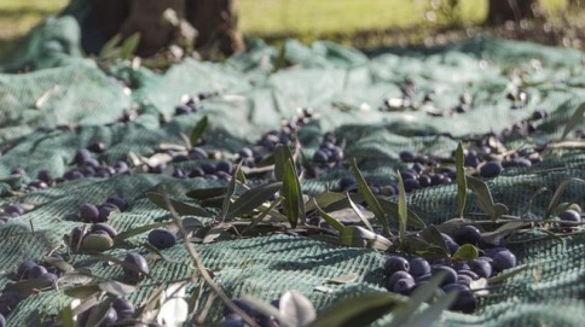 L’intelligenza artificiale per stabilire il miglior momento per la raccolta delle olive