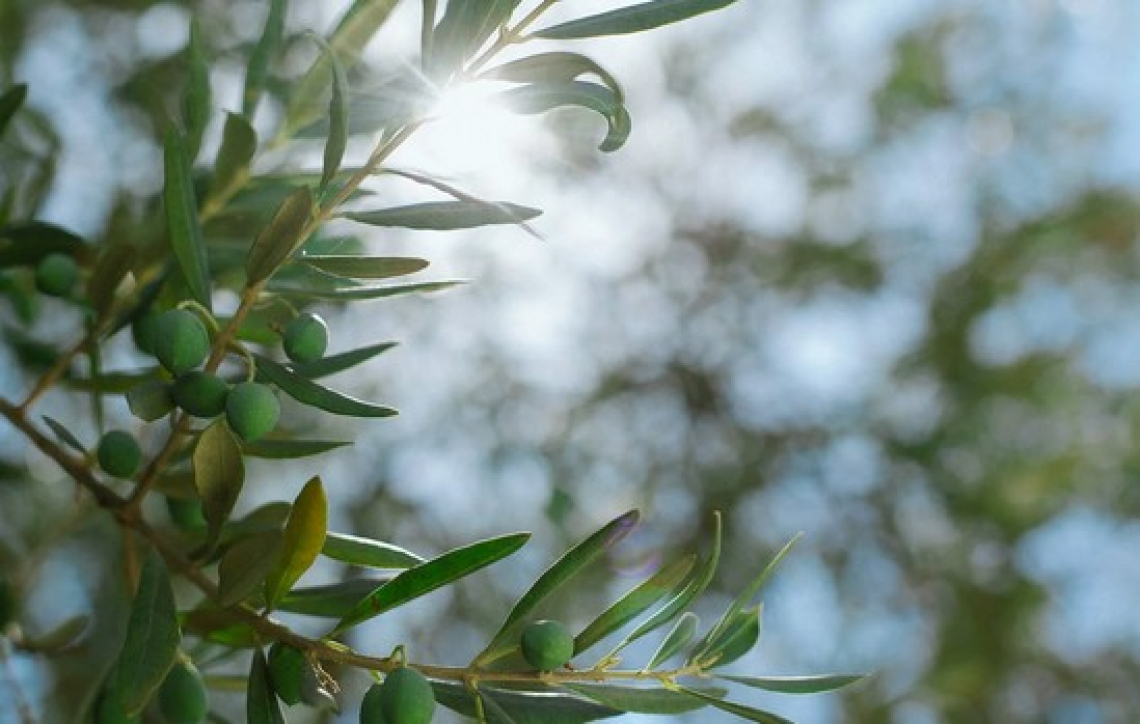Acido citrico per migliorare le performance dell’olivo