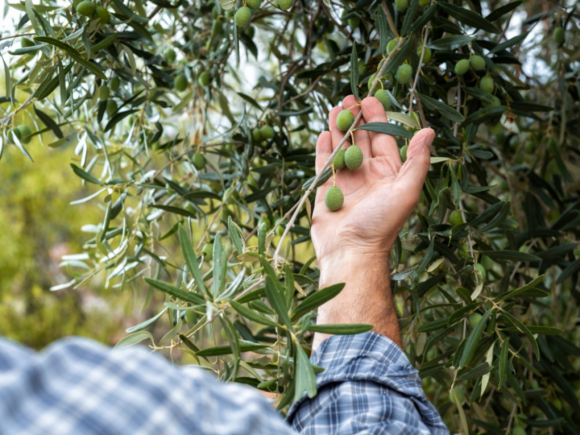 L’effetto del clima su acidi grassi e caratteristiche organolettiche dell’olio extra vergine di oliva