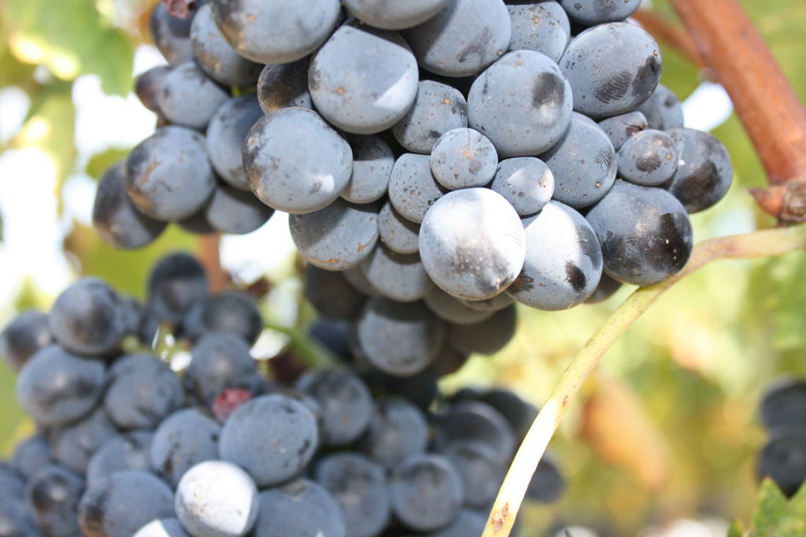Abbandonare l’anidride solforosa per un estratto di uva non matura