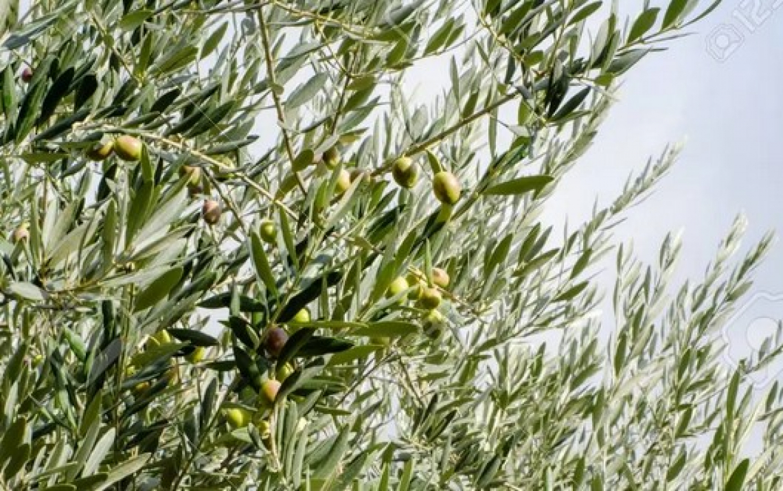 L’olio extra vergine di oliva di Coratina non vale nulla
