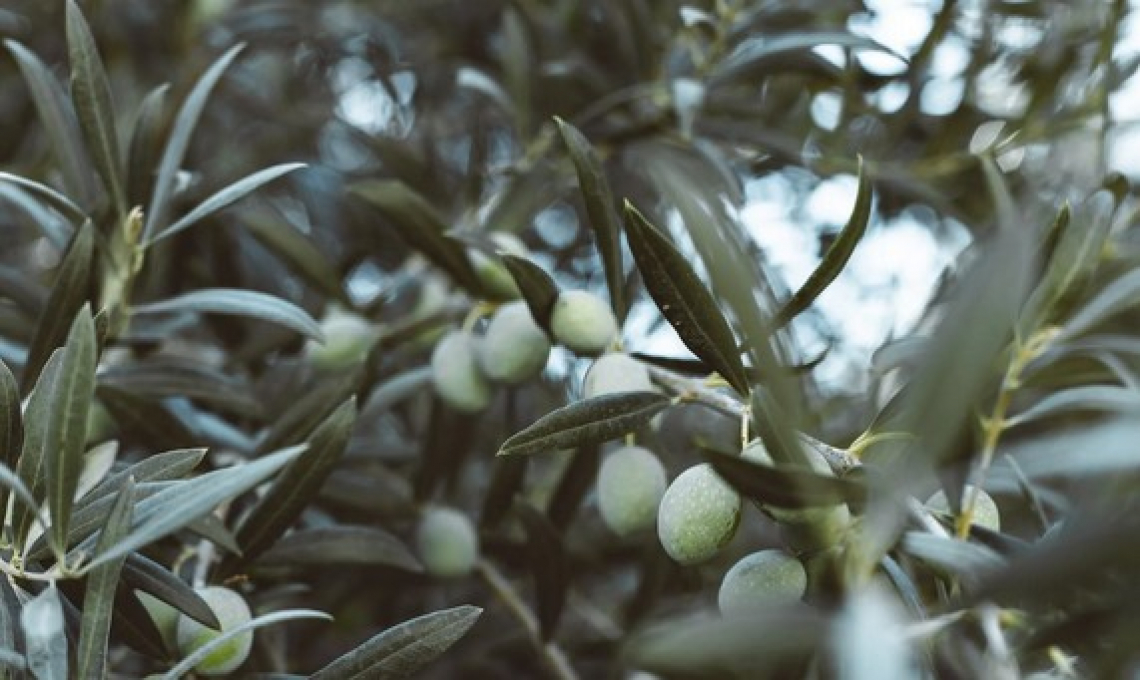 Anticipare o posticipare la raccolta a seconda dell’altitudine dell’oliveto