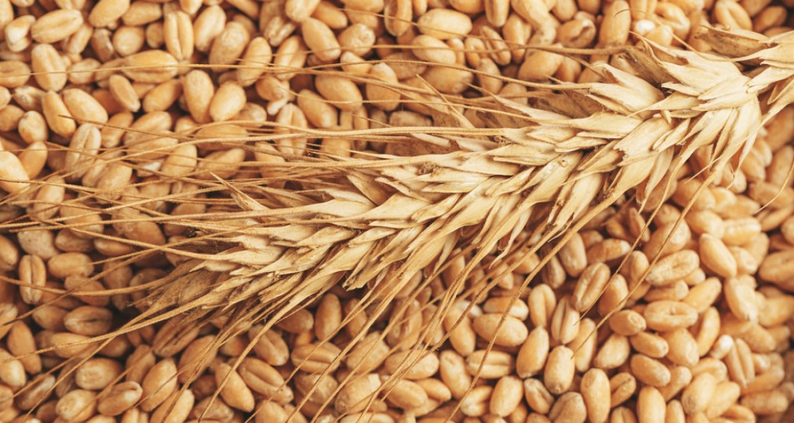 Bene le semine di grano tenero, male quelle di grano duro