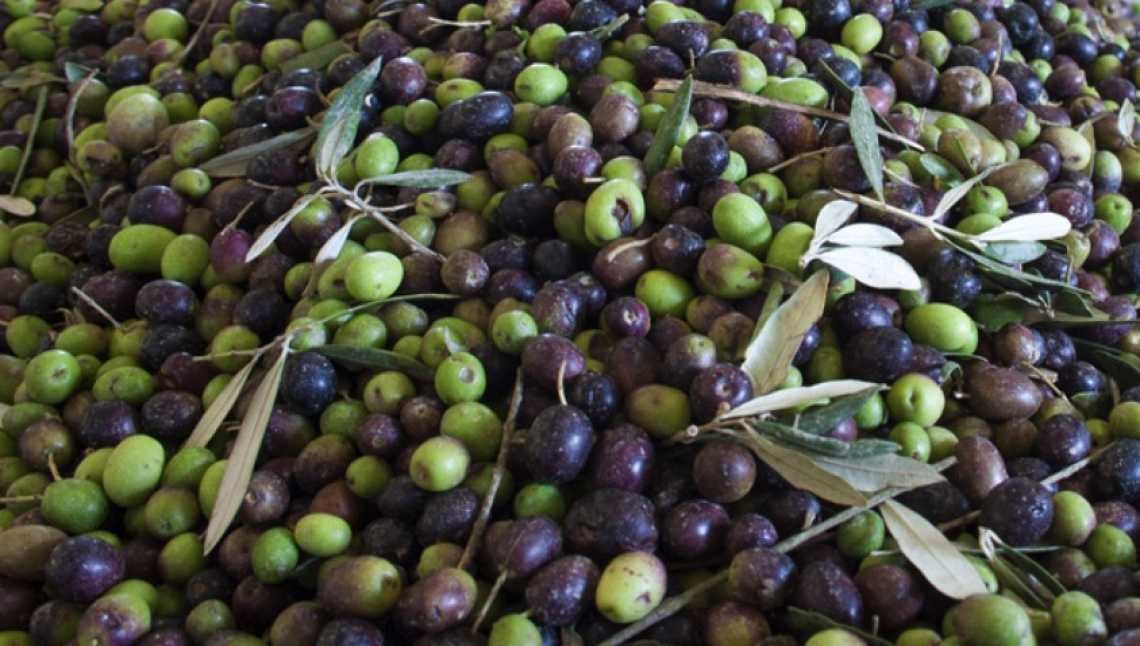 Le differenze nel consumo energetico tra diversi modelli di oliveti e di frantoi