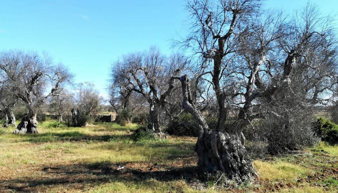 Le differenze nella diffusione di Xylella tra Leccino, Cellina di Nardò e Ogliarola Salentina